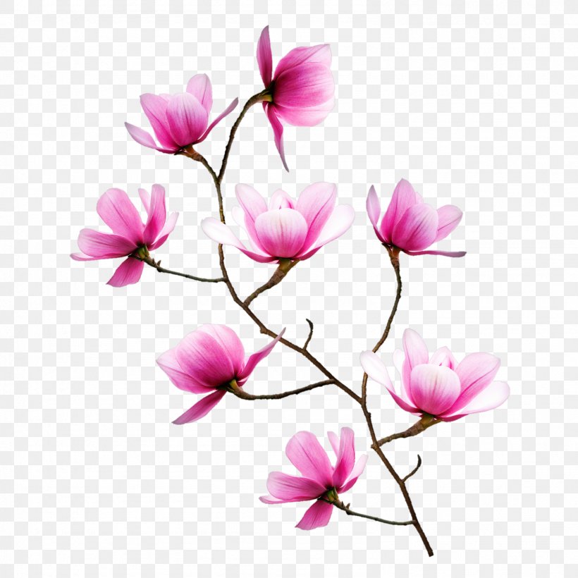 Wall Decal Sticker Paper Decorative Arts, PNG, 1586x1586px, Wall Decal, Blossom, Branch, Ceiling, Concrete Download Free