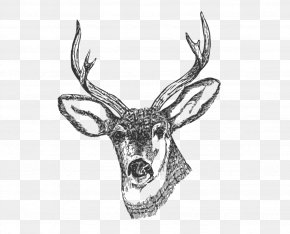 Deer Drawing Clip Art, PNG, 2088x1946px, Deer, Antler, Cdr, Drawing ...