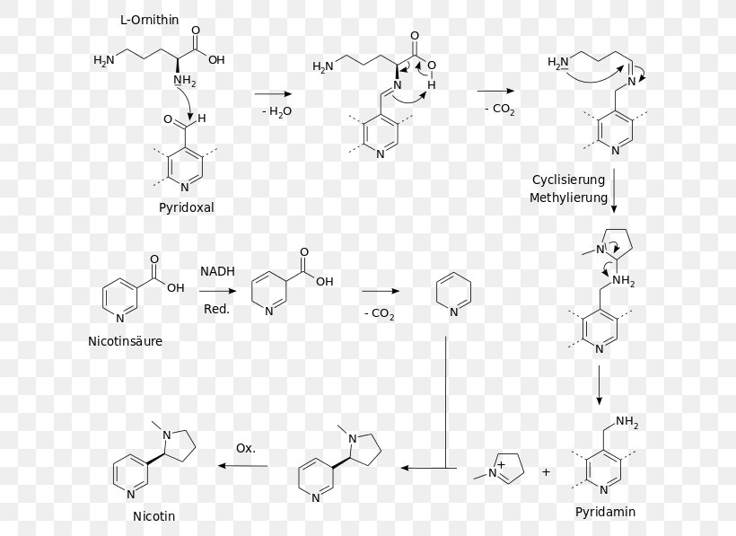 Biosynthesis Nicotine Chemical Synthesis Chemistry Nicotiana Tabacum, PNG, 660x597px, Biosynthesis, Alkaloid, Area, Black And White, Chemical Synthesis Download Free