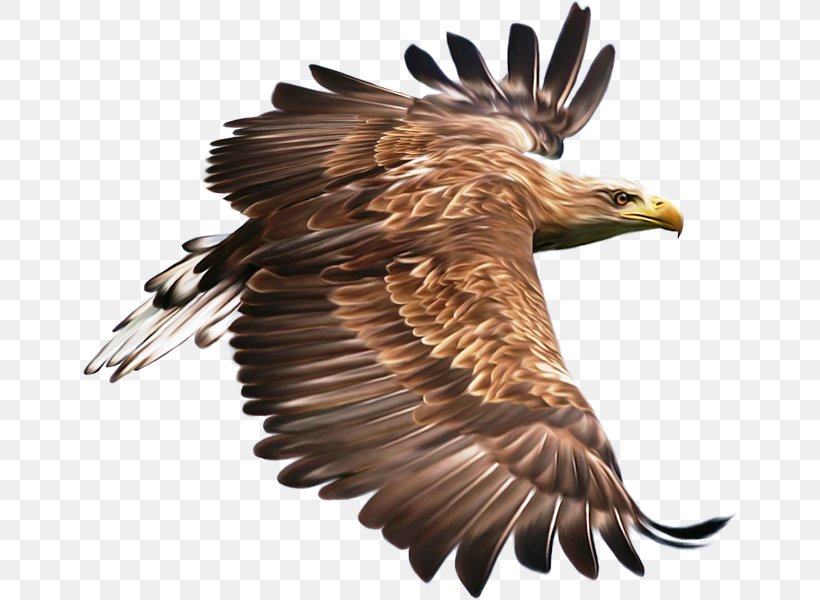 Bird Hawk Eagle Clip Art, PNG, 658x600px, Bird, Accipitriformes, Animal, Bald Eagle, Beak Download Free