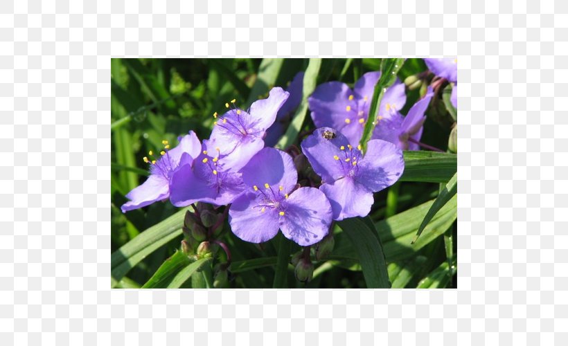 Irises Virginia Spiderwort Flowering Bulbs Plant, PNG, 500x500px, Irises, Annual Plant, Arumlily, Bellflower Family, Bulb Download Free