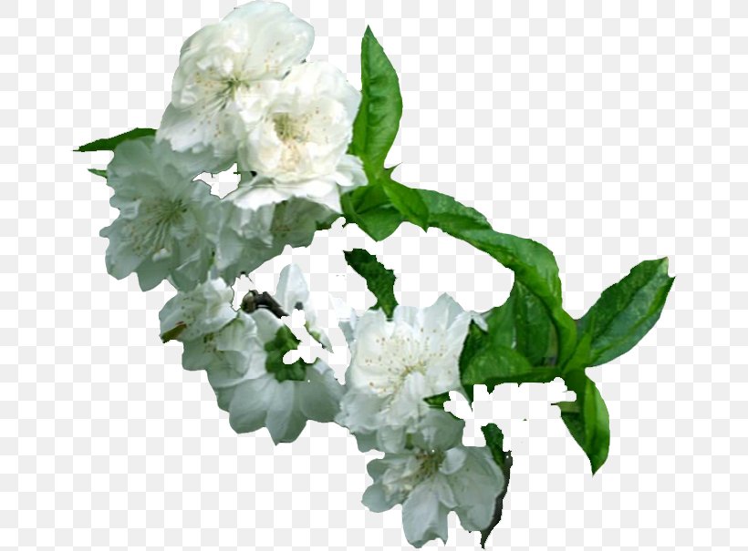 Plum Blossom Cut Flowers, PNG, 666x605px, Plum Blossom, Ameixeira, Annual Plant, Cut Flowers, Drawing Download Free