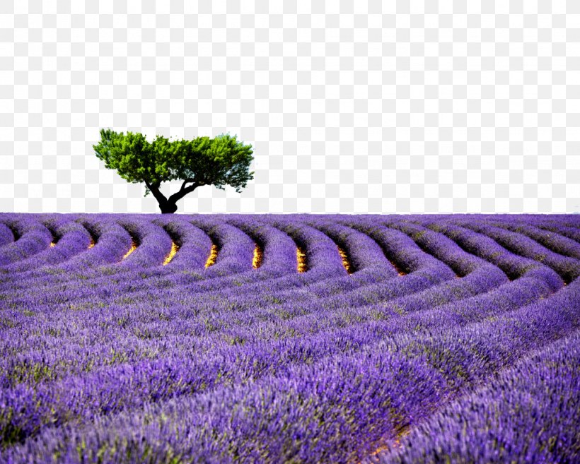 Provence Lavender High-definition Television Desktop Wallpaper Wallpaper,  PNG, 1024x821px, 4k Resolution, Provence, Crop, Display Resolution,