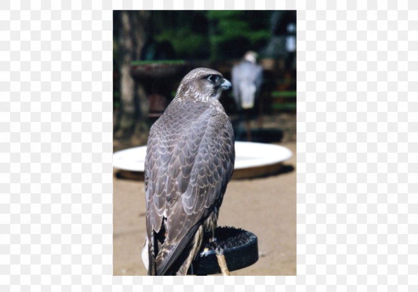 Welsh Hawking Centre Falcon Beak Wales, PNG, 874x612px, Welsh Hawking Centre, Beak, Bird, Bird Of Prey, Falcon Download Free