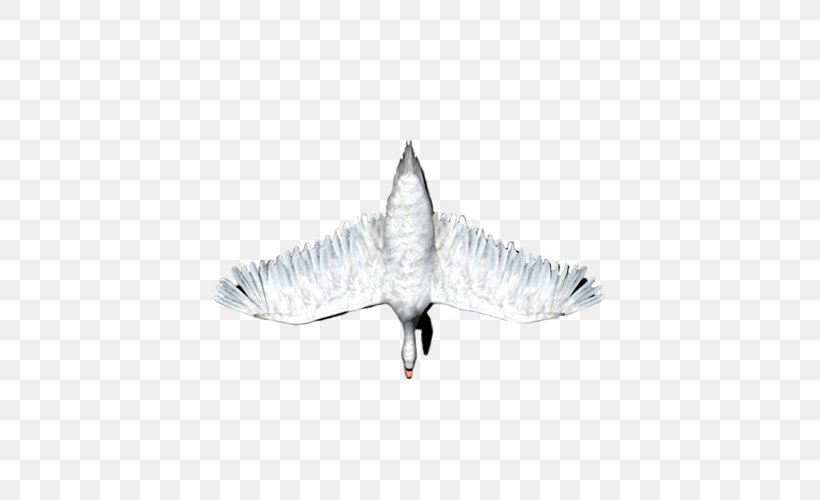 White, PNG, 500x500px, White, Black And White, Wing Download Free