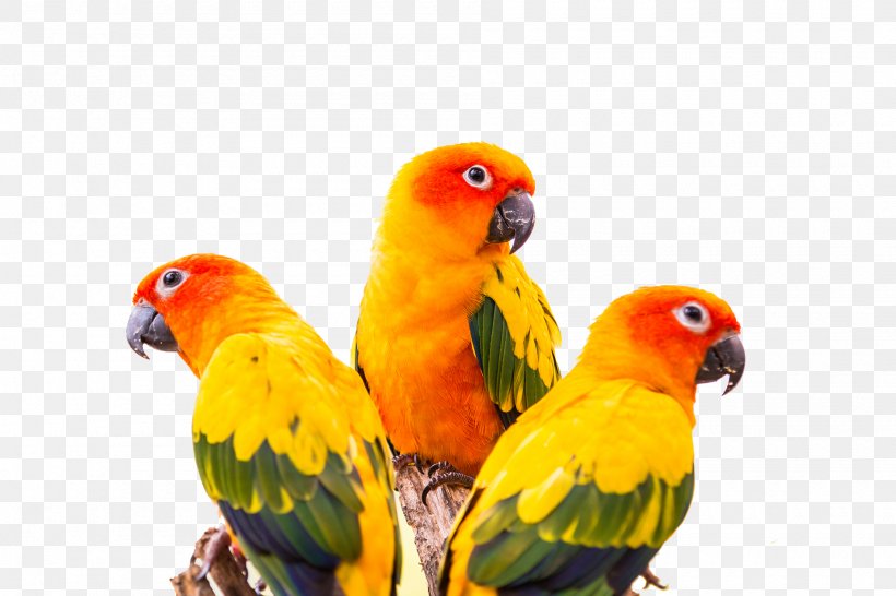 Sun Conure Green-cheeked Parakeet Parrot Bird, PNG, 1900x1267px, Sun Conure, Animal, Aratinga, Beak, Bird Download Free