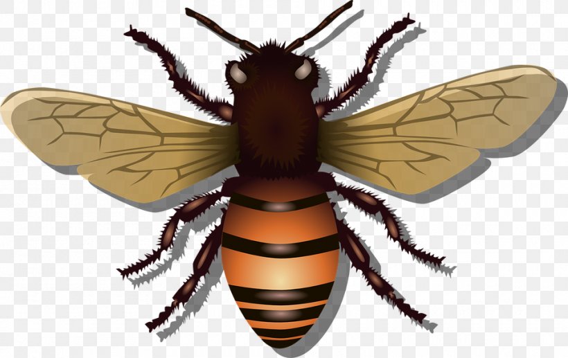 Western Honey Bee Insect Clip Art, PNG, 960x606px, Western Honey Bee, Arthropod, Bee, Beehive, Fly Download Free