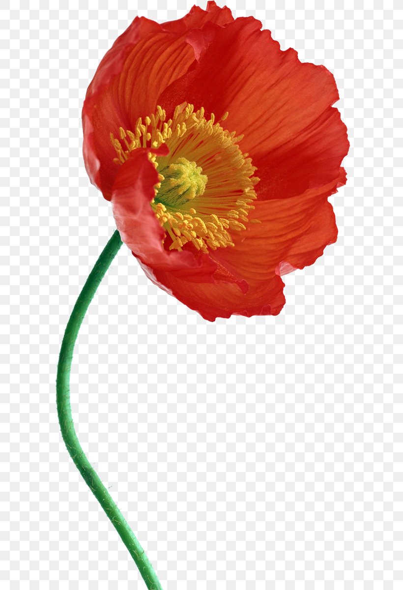Common Poppy IPhone 7 JPEG, PNG, 606x1200px, Poppy, Apple Iphone 8 Plus, Common Poppy, Coquelicot, Cut Flowers Download Free