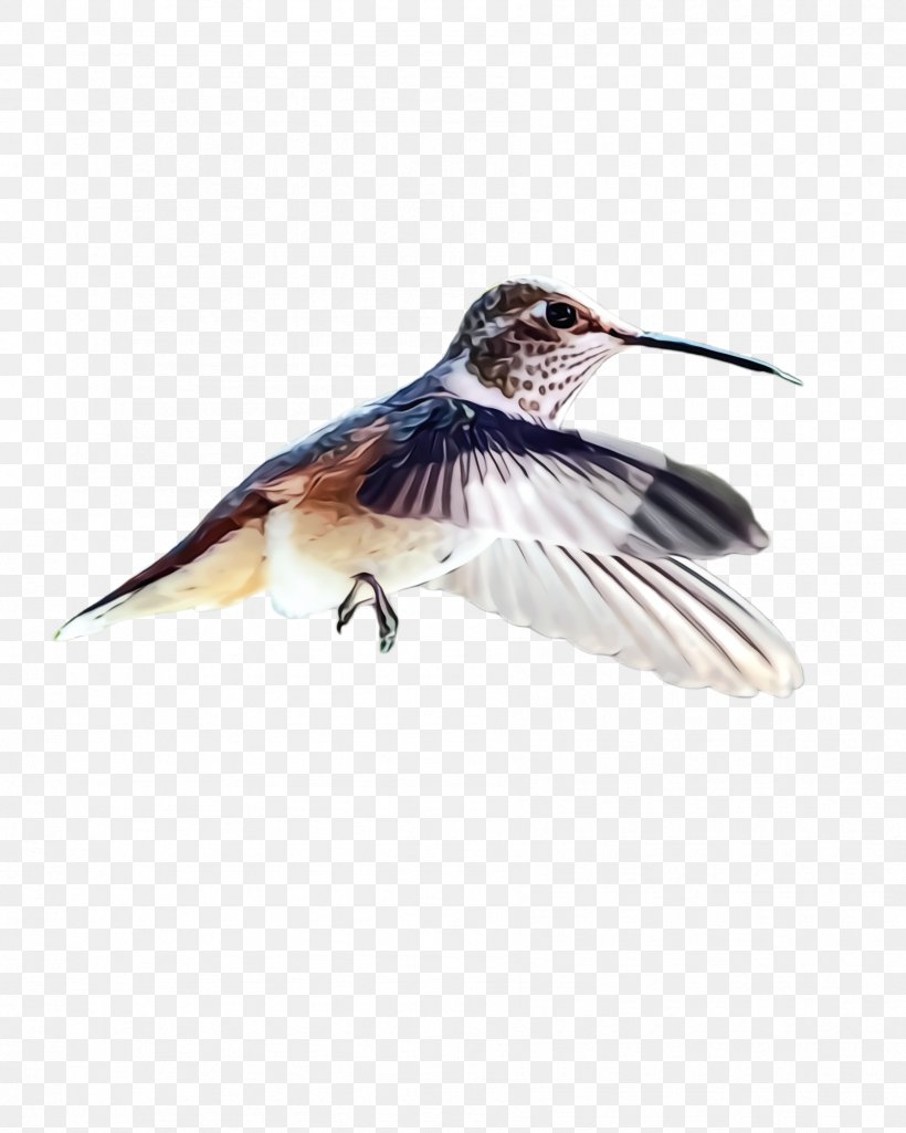 Hummingbird, PNG, 1788x2236px, Watercolor, Beak, Bird, Feather, Hummingbird Download Free