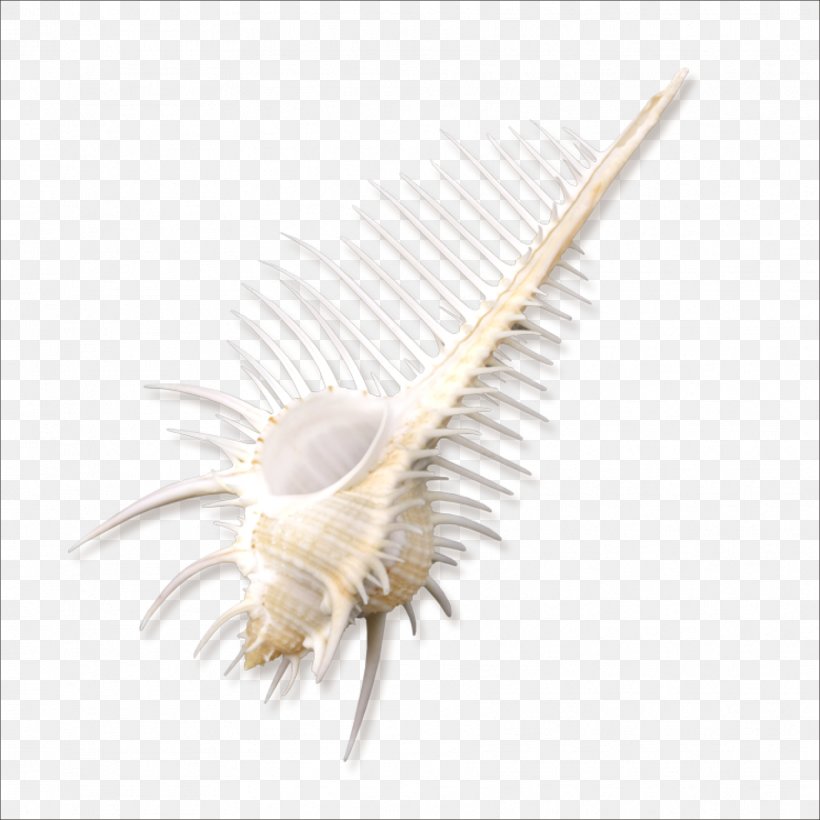 Computer Desktop Metaphor Wallpaper, PNG, 1773x1773px, Computer, Conch, Desktop Metaphor, Display Resolution, Feather Download Free