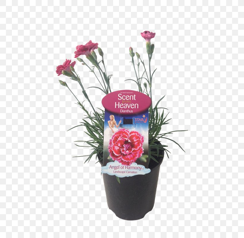 Floral Design Flowerpot Pink Cut Flowers, PNG, 800x800px, Floral Design, Artificial Flower, Cut Flowers, Dianthus, Floristry Download Free