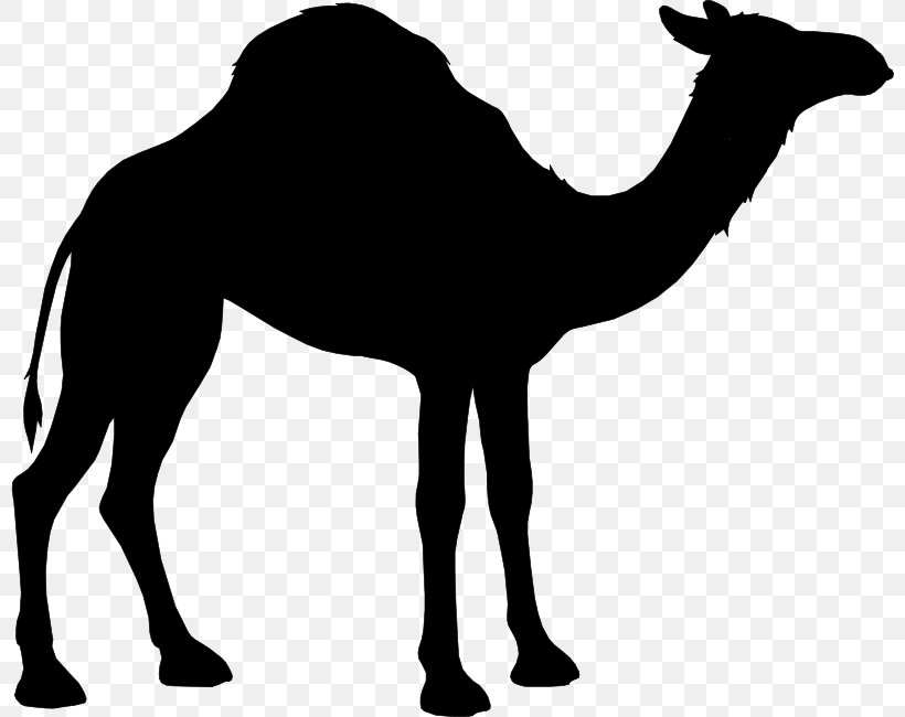 Camel T-shirt Zazzle Greeting & Note Cards Desert Safari, PNG, 800x650px, Camel, Arabian Camel, Bactrian Camel, Bedouin, Blackandwhite Download Free