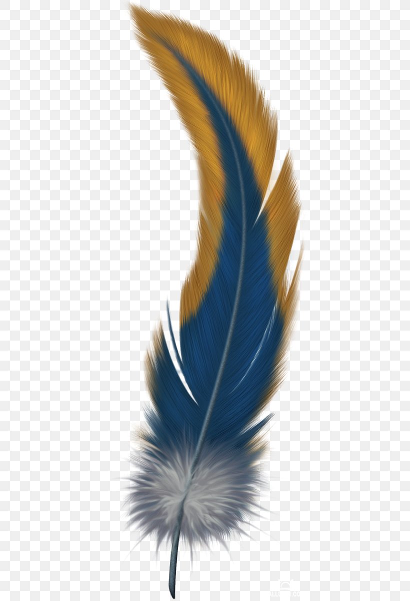 Feather Bird Clip Art, PNG, 415x1200px, Feather, Beak, Bird, Flight Feather, Pavo Download Free