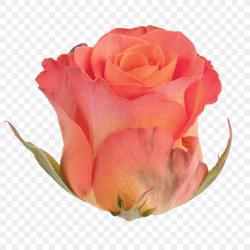 Garden Roses Cabbage Rose Floribunda Cut Flowers, PNG, 1000x1000px, Garden Roses, Cabbage Rose, Close Up, Cut Flowers, Floribunda Download Free