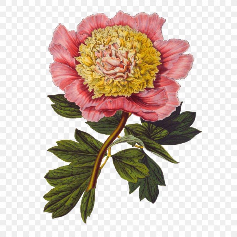 Gongbi Botanical Illustration Flower Illustration, PNG, 1000x1000px, Gongbi, Art, Artificial Flower, Botanical Illustration, Botany Download Free