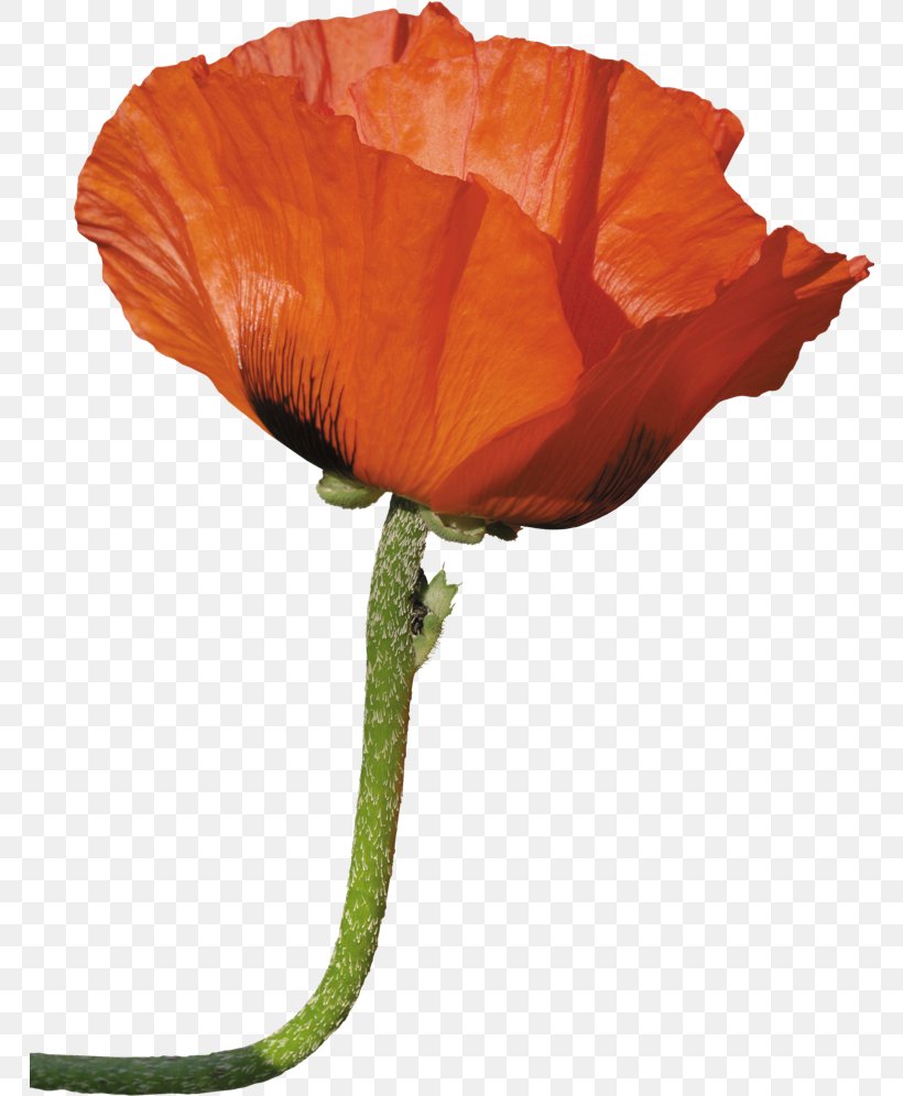 Poppy Flower Photography Desktop Wallpaper Clip Art, PNG, 768x996px, Poppy, Coquelicot, Cut Flowers, Desktop Metaphor, Floral Design Download Free