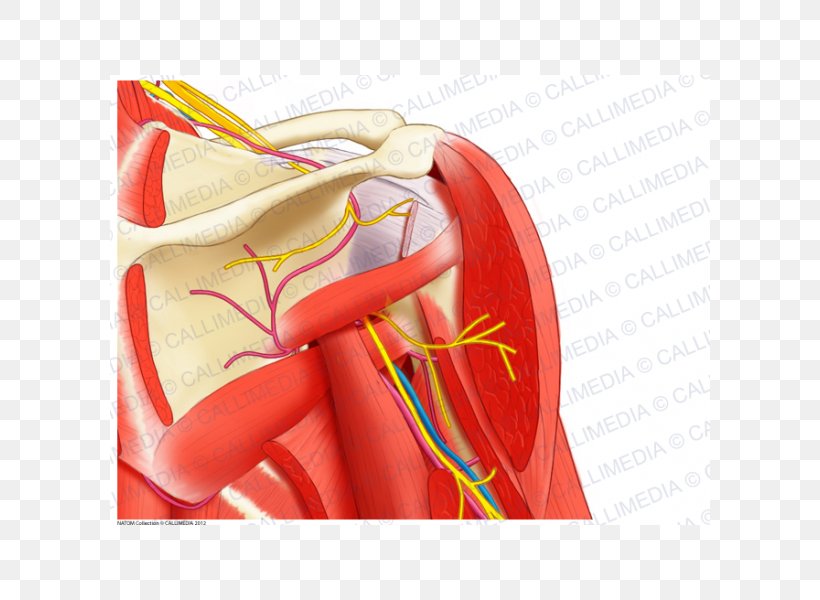 Shoulder Nerve Human Anatomy Muscle, PNG, 600x600px, Watercolor, Cartoon, Flower, Frame, Heart Download Free