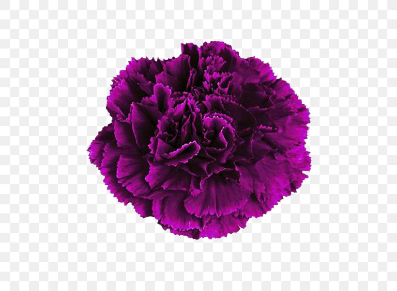 Carnation Pink Flower Purple Color, PNG, 600x600px, Carnation, Beach Rose, Color, Cut Flowers, Floral Design Download Free