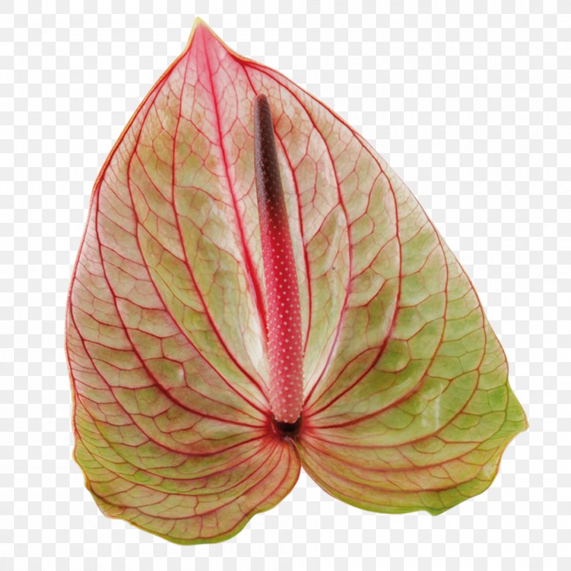 Pink M Commodity Leaf, PNG, 1000x1000px, Pink M, Commodity, Flower, Leaf, Petal Download Free