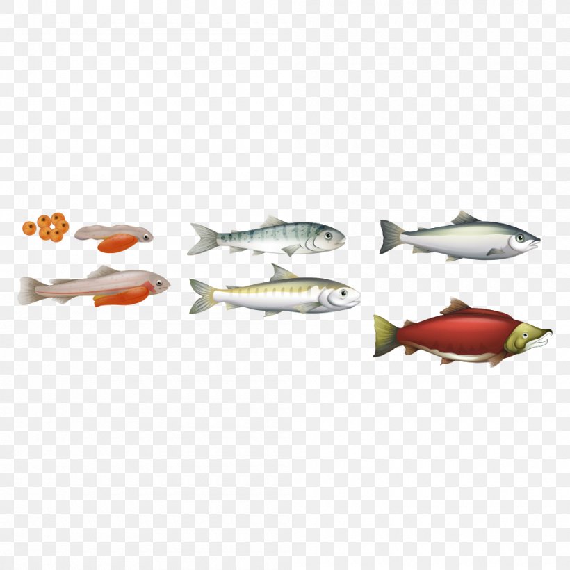 Chinook Salmon Biological Life Cycle Atlantic Salmon, PNG, 1000x1000px, Chinook Salmon, Atlantic Salmon, Biological Life Cycle, Floor, Oncorhynchus Download Free