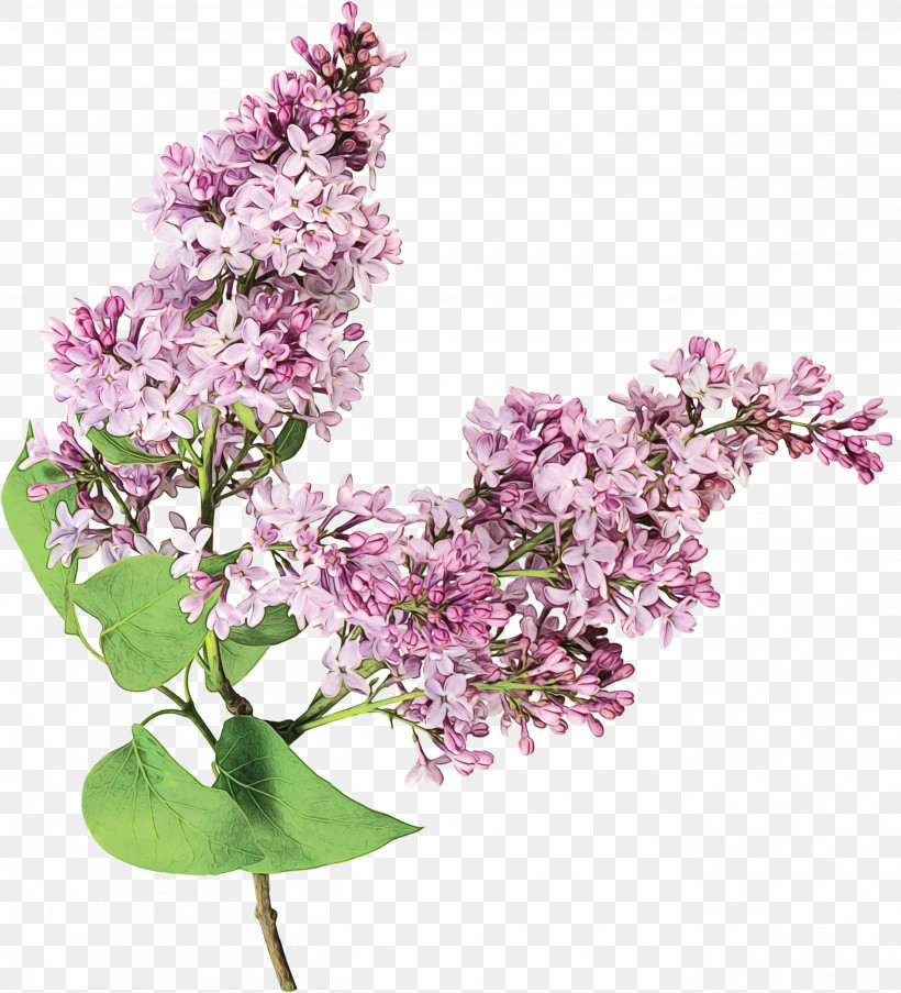 Flower Lilac Plant Lilac Purple, PNG, 2724x3000px, Watercolor, Blossom, Branch, Cut Flowers, Flower Download Free