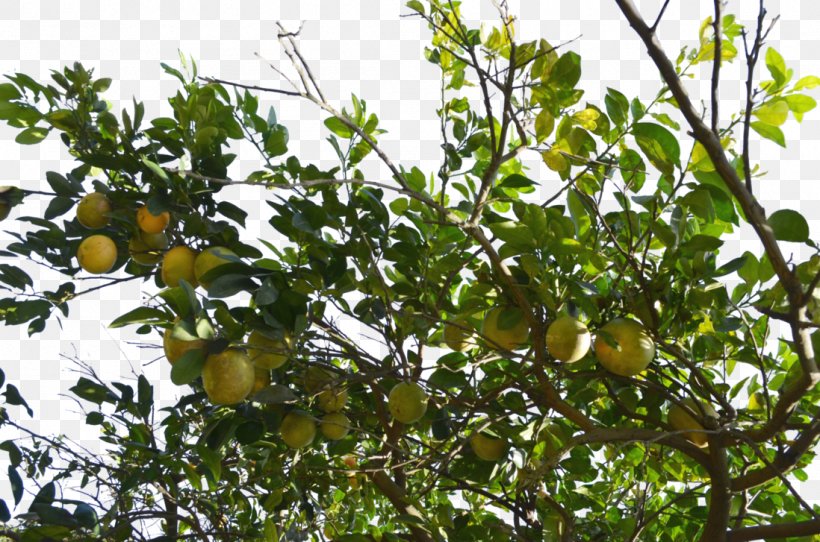 Grapefruit Pomelo Tree Download, PNG, 1098x727px, Grapefruit, Branch, Citrus, Fruit, Fruit Tree Download Free