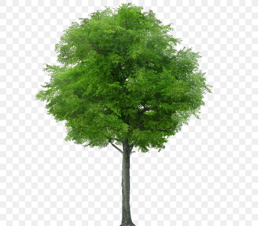 Tree Stock Photography Royalty-free Stock.xchng Image, PNG, 600x718px, Tree, Branch, Drawing, Evergreen, Larch Download Free