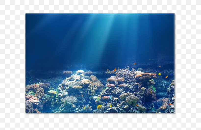 4K Resolution LED-backlit LCD Ultra-high-definition Television Smart TV, PNG, 750x530px, 4k Resolution, Aquarium, Coral Reef, Coral Reef Fish, Highdefinition Television Download Free