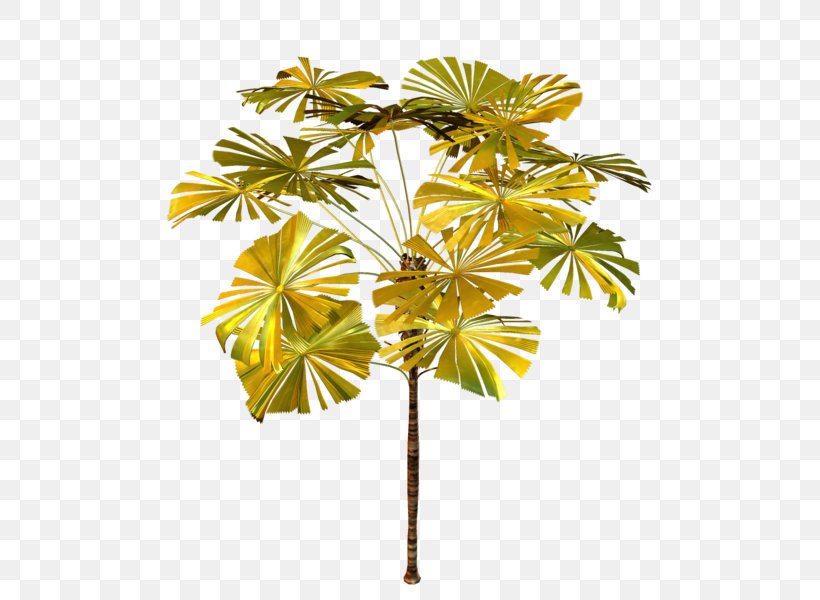 Asian Palmyra Palm Arecaceae Tree Plant Clip Art, PNG, 502x600px, Asian Palmyra Palm, Arecaceae, Arecales, Borassus, Borassus Flabellifer Download Free