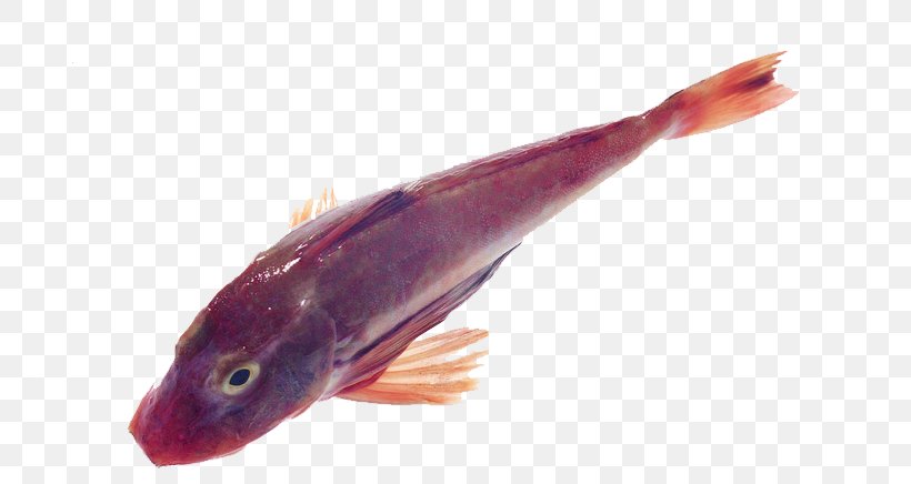 Common Carp Carassius Auratus Fish, PNG, 800x436px, Common Carp, Animal Source Foods, Bighead Carp, Carassius Auratus, Carp Download Free