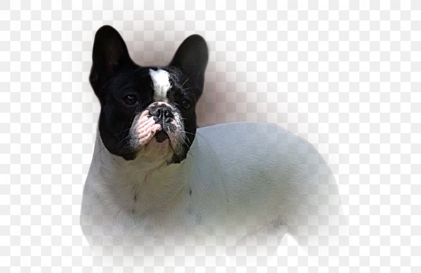 French Bulldog Toy Bulldog Boston Terrier Dog Breed, PNG, 860x560px, French Bulldog, Boston Terrier, Breed, Bulldog, Carnivoran Download Free