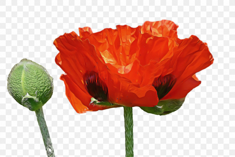 Spring Flower Spring Floral Flowers, PNG, 1920x1280px, Spring Flower, Bud, Coquelicot, Corn Poppy, Cut Flowers Download Free