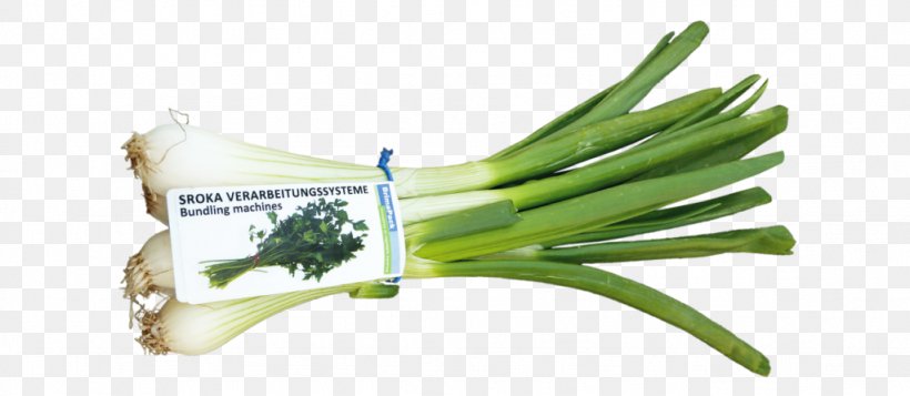 Allium Fistulosum Sroka Verarbeitungssysteme Scallion Herb Vegetable, PNG, 1024x447px, Allium Fistulosum, Allium, Bochum, Fennel, Food Download Free