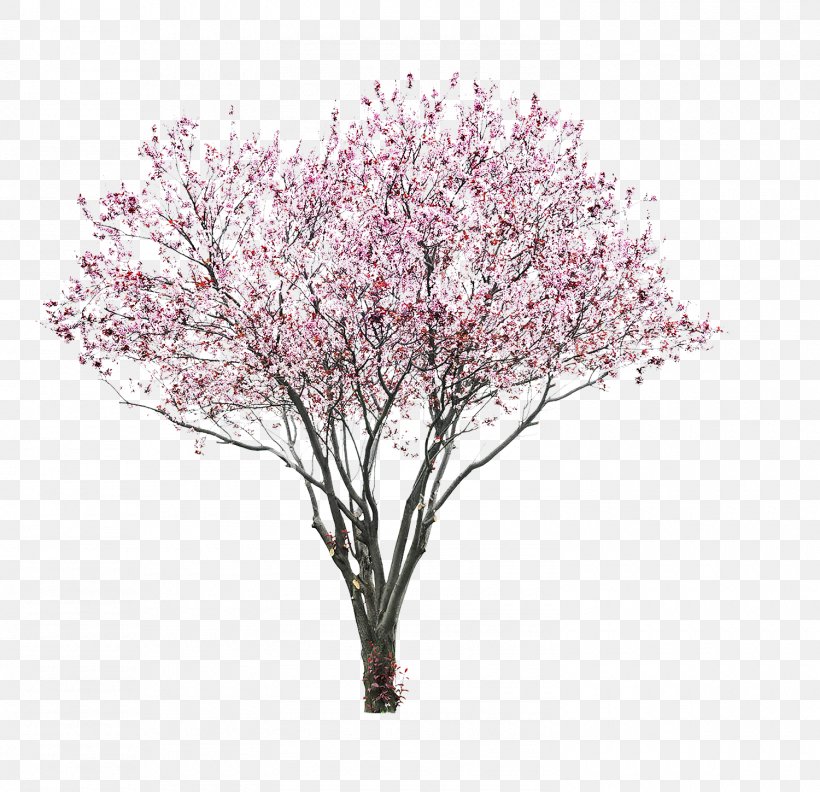 Prunus Serrulata Stock Photography Cherry Blossom, PNG, 1500x1449px, Prunus Serrulata, Blossom, Branch, Cherry, Cherry Blossom Download Free