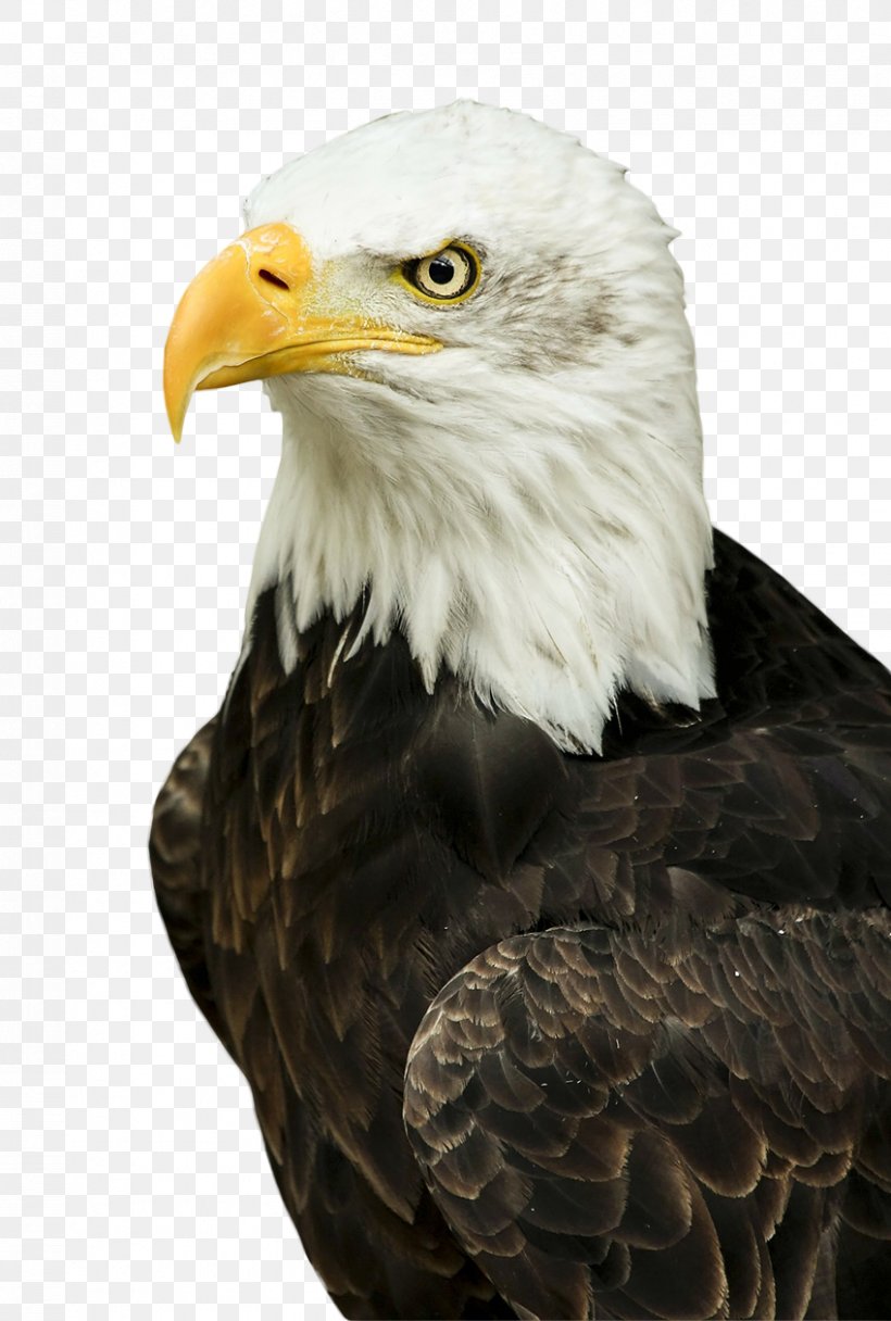 Bald Eagle Bird Of Prey White-tailed Eagle, PNG, 849x1260px, Bald Eagle, Accipitriformes, Animal, Beak, Bird Download Free