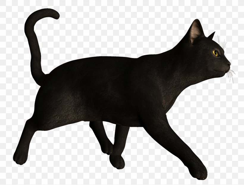 Bombay Cat Korat Havana Brown Black Cat Kitten, PNG, 1497x1134px, Bombay Cat, Animal, Asian, Black, Black Cat Download Free