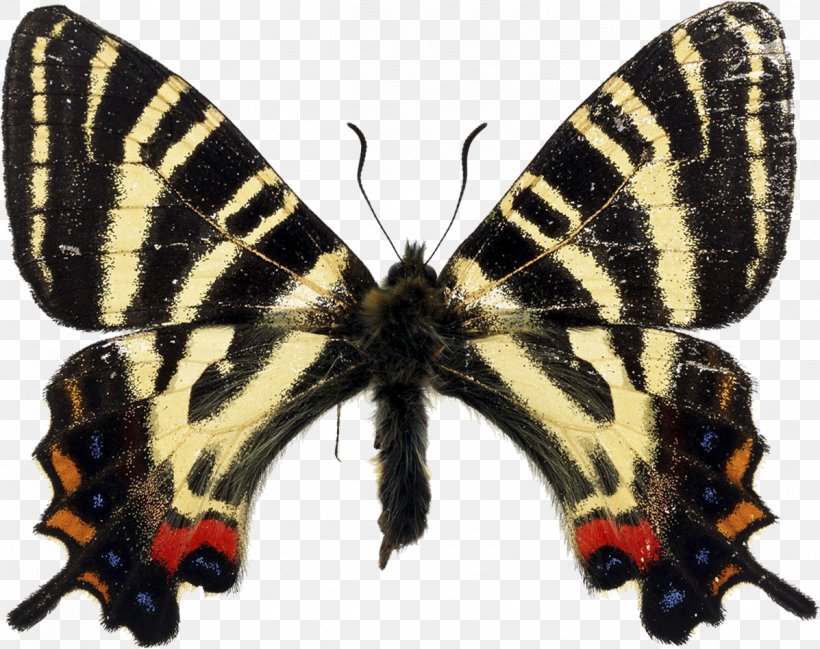 Butterfly Japanese Luehdorfia Mt. Ryumon Western Tiger Swallowtail, PNG, 1197x948px, Butterfly, Arthropod, Brush Footed Butterfly, Butterflies And Moths, Getty Images Download Free