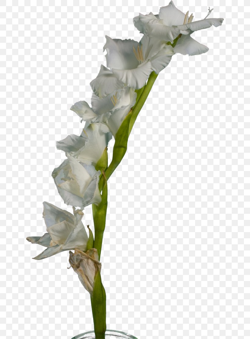 Gladiolus White Cut Flowers Plant Stem, PNG, 650x1110px, Gladiolus, Cut Flowers, Dendrobium, Flora, Floral Design Download Free