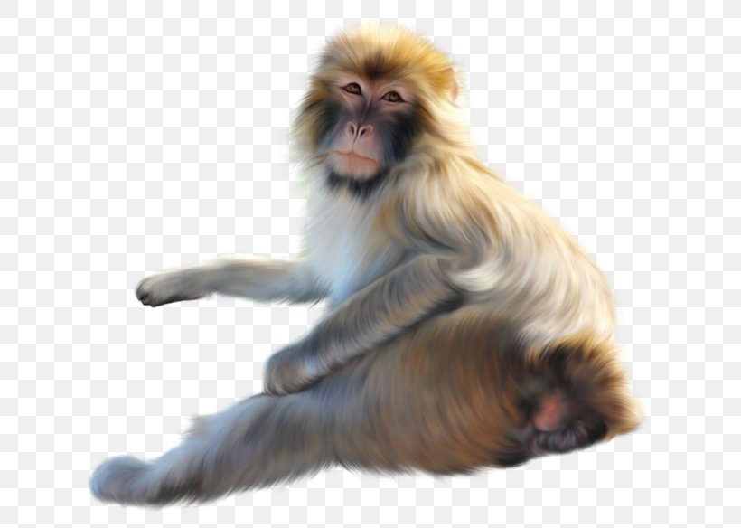 Lion Drawing, PNG, 680x584px, Monkey, Animal, Baboons, Drawing, Gray Langur Download Free