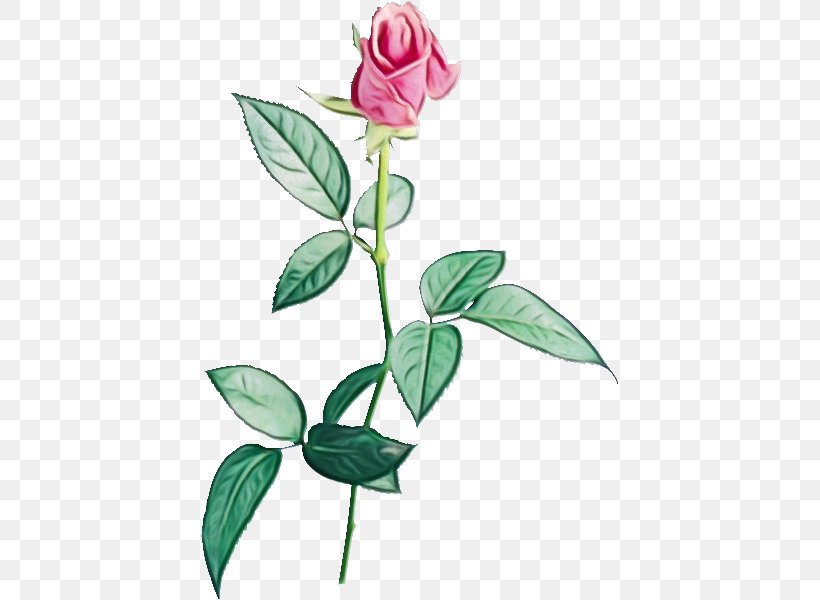 Pink Flower Cartoon, PNG, 417x600px, Flower, Carolina Rose, China Rose, Chinese Peony, Common Peony Download Free