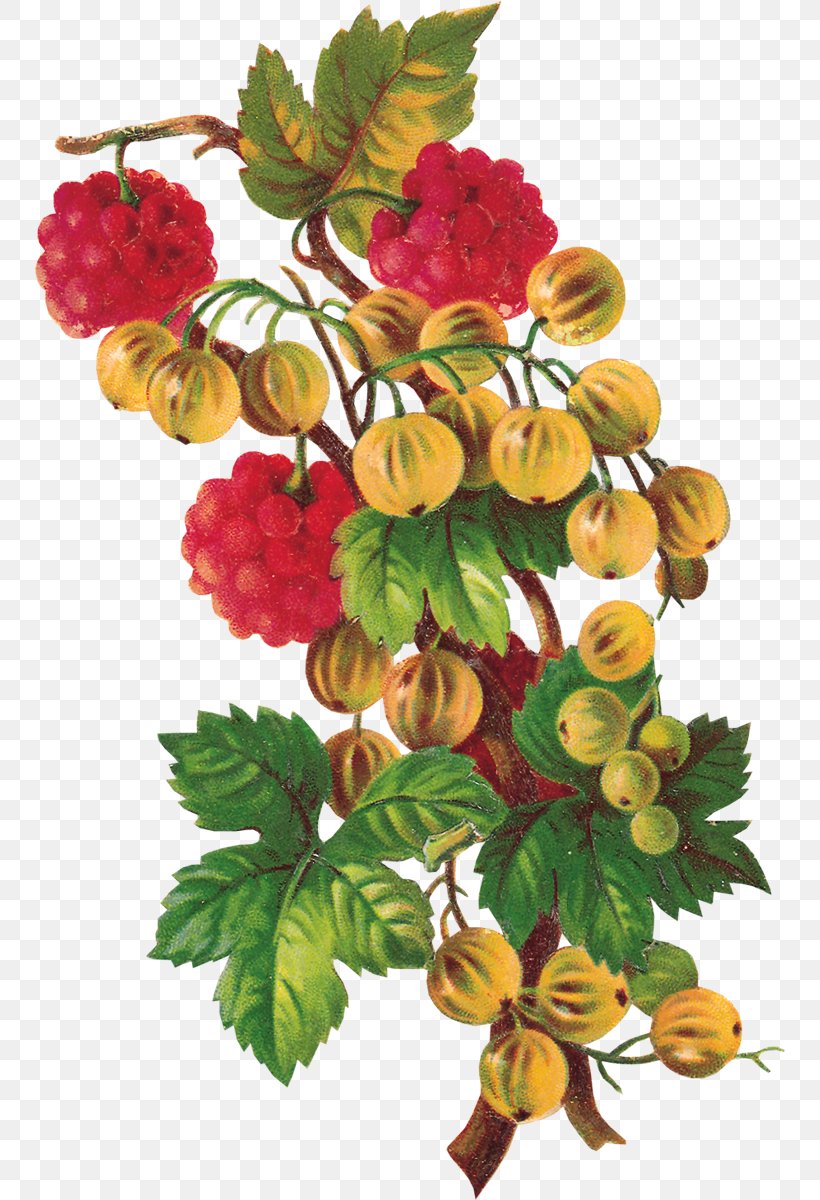 Clip Art Image Computer File Berries, PNG, 750x1200px, Berries, Branch, Digital Image, Floral Design, Flower Download Free