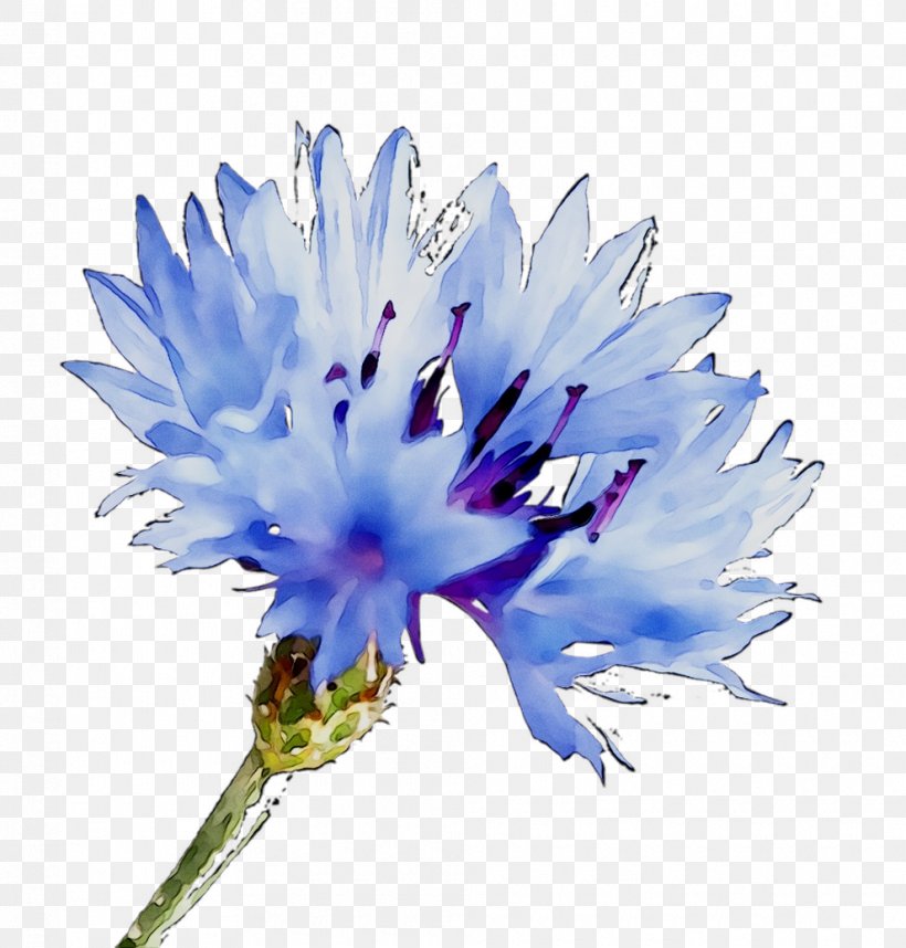 Cornflower Clip Art Wildflower Image Drawing, PNG, 990x1036px, Cornflower, Blue, Blue Flower, Botany, Cornflower Blue Download Free