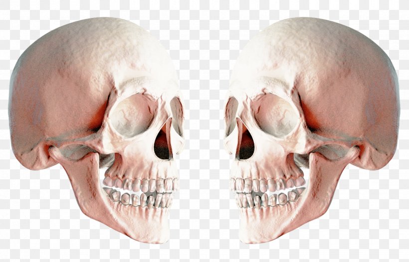 Skull Icon, PNG, 1750x1123px, Skull, Bone, Digital Image, Head, Jaw Download Free