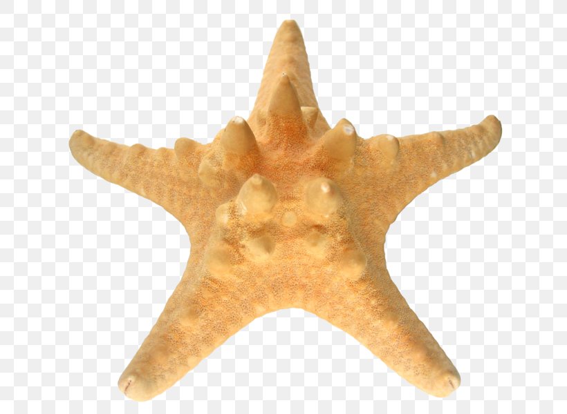 Starfish Echinoderm Sea Dimension, PNG, 800x600px, Starfish, Aluminium, Centimeter, Dimension, Echinoderm Download Free