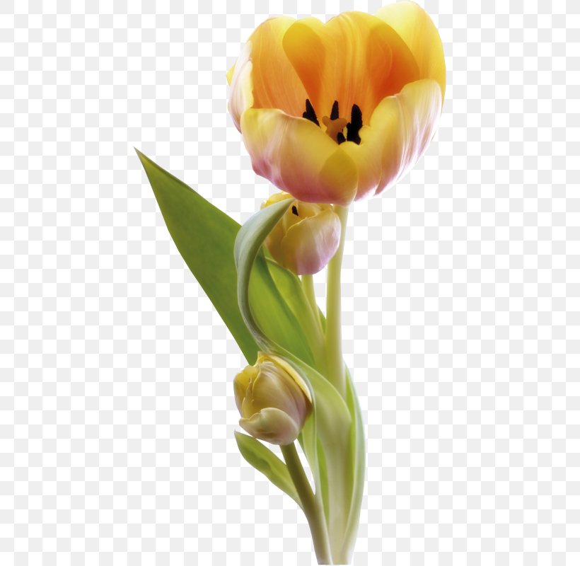 Tulip Cut Flowers Petal, PNG, 446x800px, Tulip, Artificial Flower, Blog, Bud, Cut Flowers Download Free