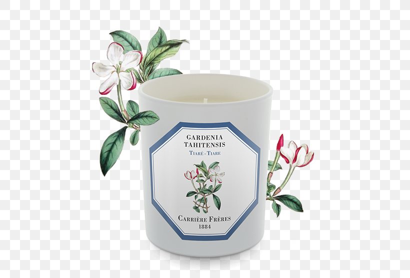 Gardenia Taitensis Candle Perfume Orange Blossom Grasse, PNG, 556x556px, Gardenia Taitensis, Aroma Compound, Candle, Candle Wick, Damask Rose Download Free