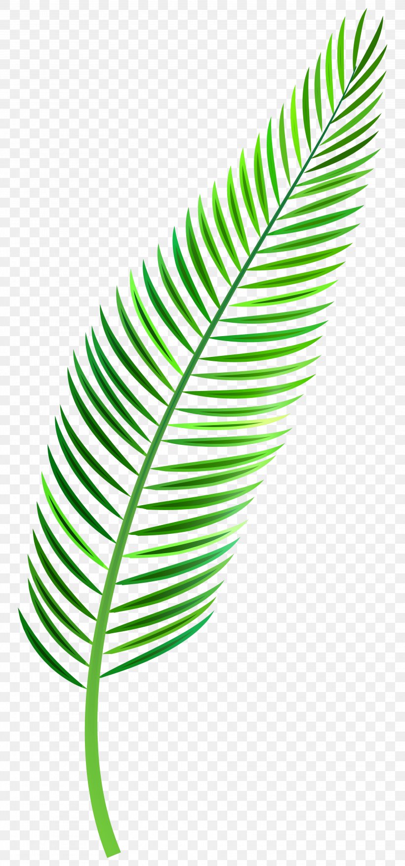 Palm Branch Palm-leaf Manuscript Clip Art, PNG, 3743x8000px, Palm Branch, Arecaceae, Autumn Leaf Color, Feather, Green Download Free