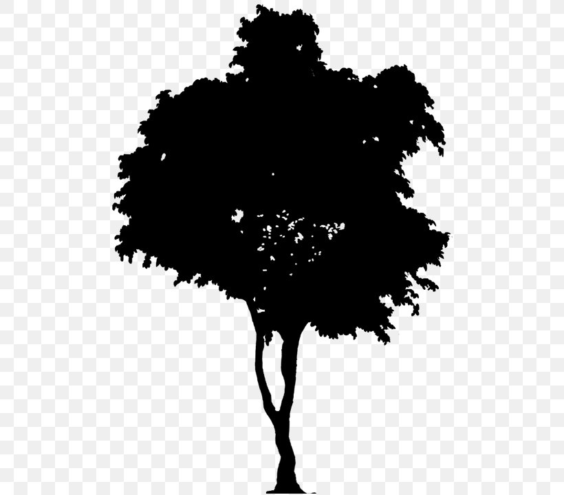 Silhouette Vector Graphics Clip Art Tree, PNG, 506x719px, Silhouette, Blackandwhite, Branch, Drawing, Forest Tree Download Free