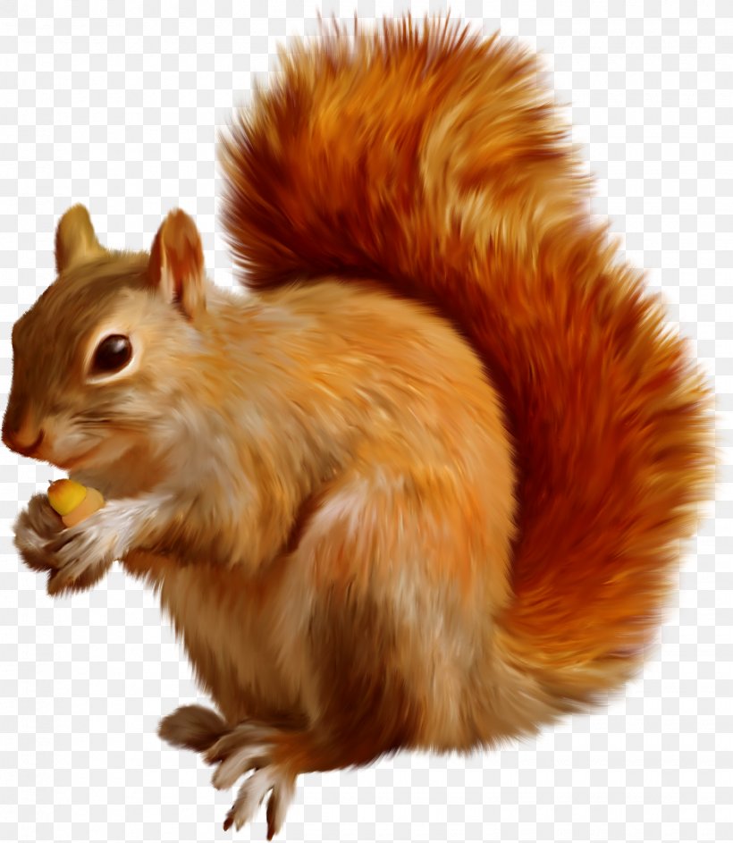 Tree Squirrel Dog Mexican Gray Squirrel, PNG, 1520x1748px, Squirrel, Android, Dog, Fauna, Fox Squirrel Download Free