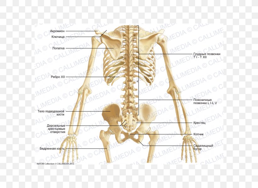 Pelvis Bone Skeleton Abdomen Anatomy, PNG, 600x600px, Watercolor, Cartoon, Flower, Frame, Heart Download Free